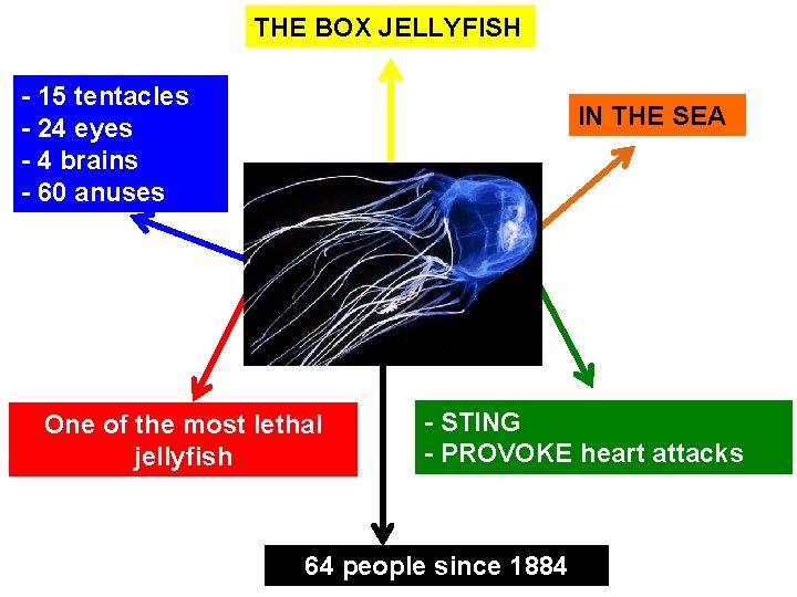 THE BOX JELLYFISH - 15 tentacles - 24 eyes - 4 brains - 60 THE BOX JELLYFISH - 15 tentacles - 24 eyes - 4 brains - 60