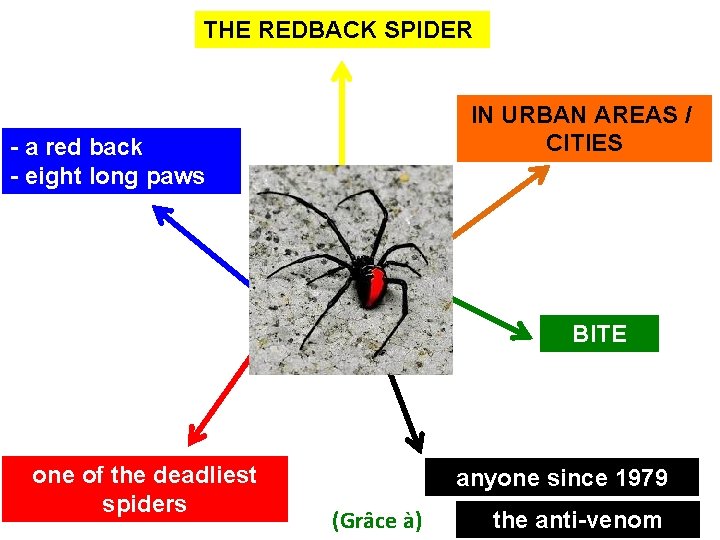THE REDBACK SPIDER IN URBAN AREAS / CITIES - a red back - eight THE REDBACK SPIDER IN URBAN AREAS / CITIES - a red back - eight