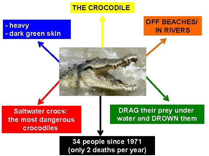 THE CROCODILE OFF BEACHES/ IN RIVERS - heavy - dark green skin Saltwater crocs: THE CROCODILE OFF BEACHES/ IN RIVERS - heavy - dark green skin Saltwater crocs: