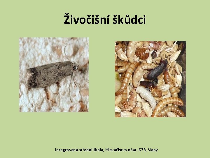 Živočišní škůdci Integrovaná střední škola, Hlaváčkovo nám. 673, Slaný 