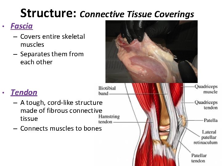 Structure: Connective Tissue Coverings • Fascia – Covers entire skeletal muscles – Separates them
