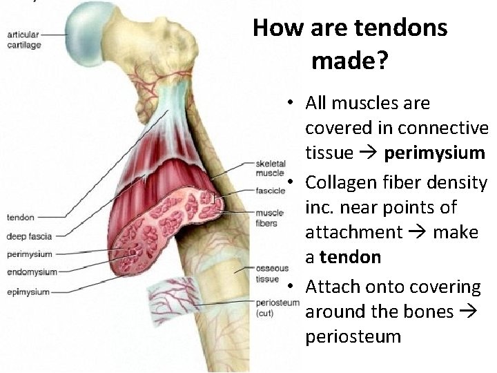 How are tendons made? • All muscles are covered in connective tissue perimysium •