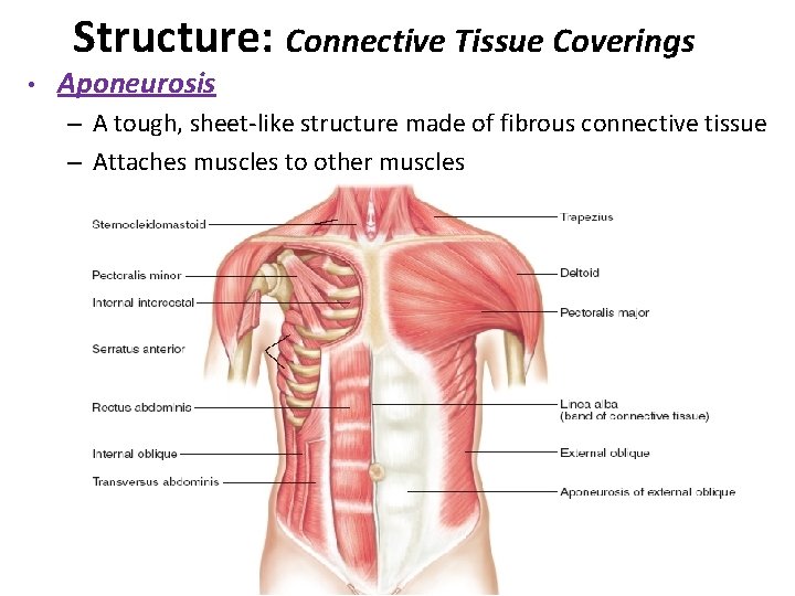 Structure: Connective Tissue Coverings • Aponeurosis – A tough, sheet-like structure made of fibrous