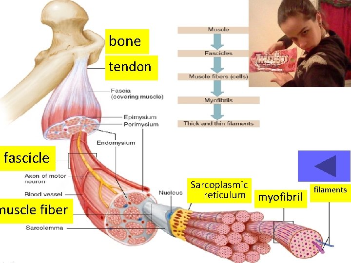 bone tendon fascicle muscle fiber Sarcoplasmic reticulum myofibril filaments 