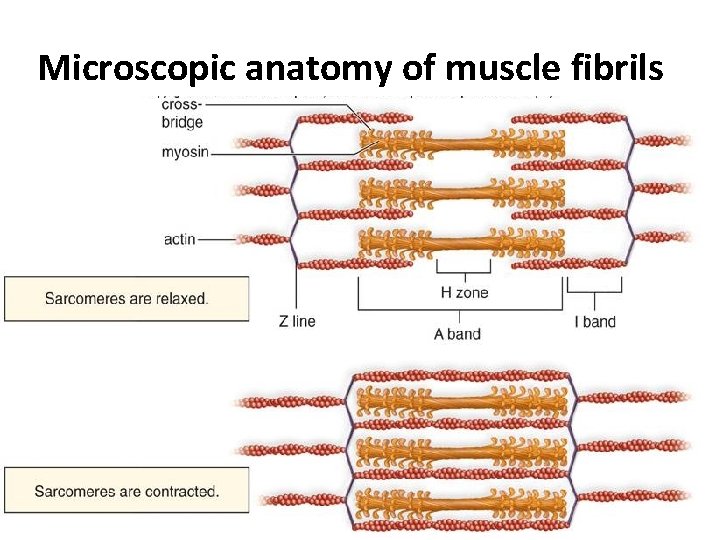 Microscopic anatomy of muscle fibrils 