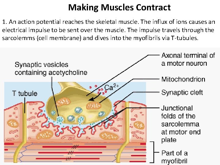 Making Muscles Contract 1. An action potential reaches the skeletal muscle. The influx of