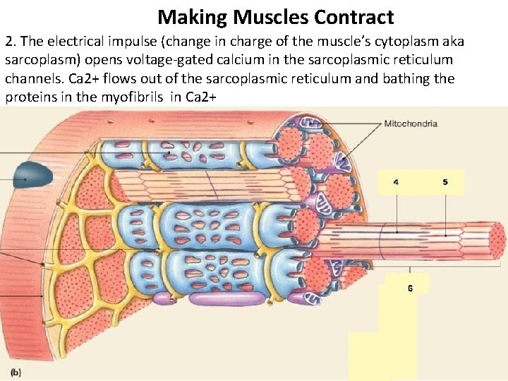 Making Muscles Contract 2. The electrical impulse (change in charge of the muscle’s cytoplasm