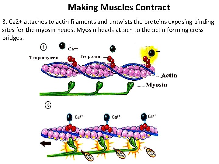 Making Muscles Contract 3. Ca 2+ attaches to actin filaments and untwists the proteins