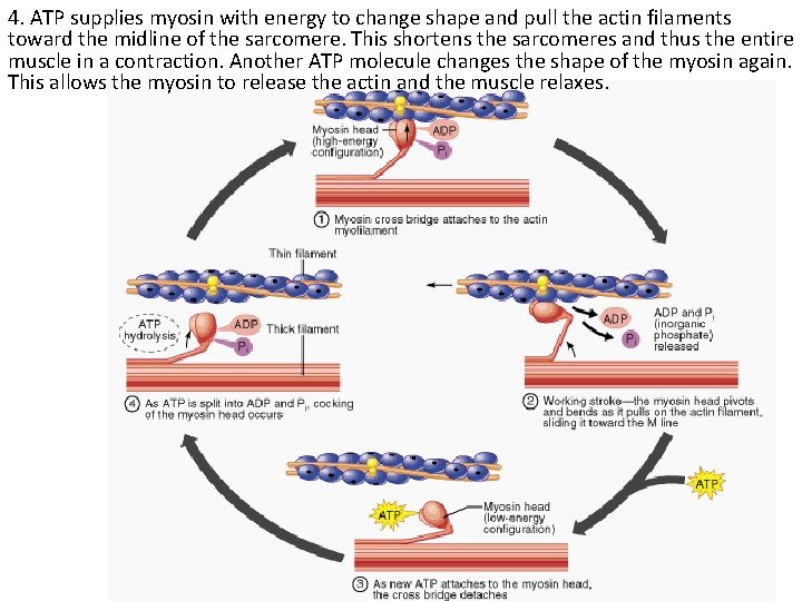 4. ATP supplies myosin with energy to change shape and pull the actin filaments
