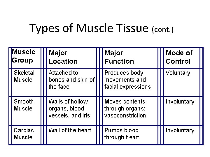 Types of Muscle Tissue (cont. ) Muscle Group Major Location Major Function Mode of