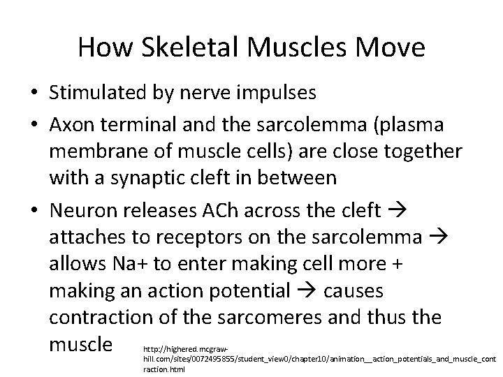 How Skeletal Muscles Move • Stimulated by nerve impulses • Axon terminal and the