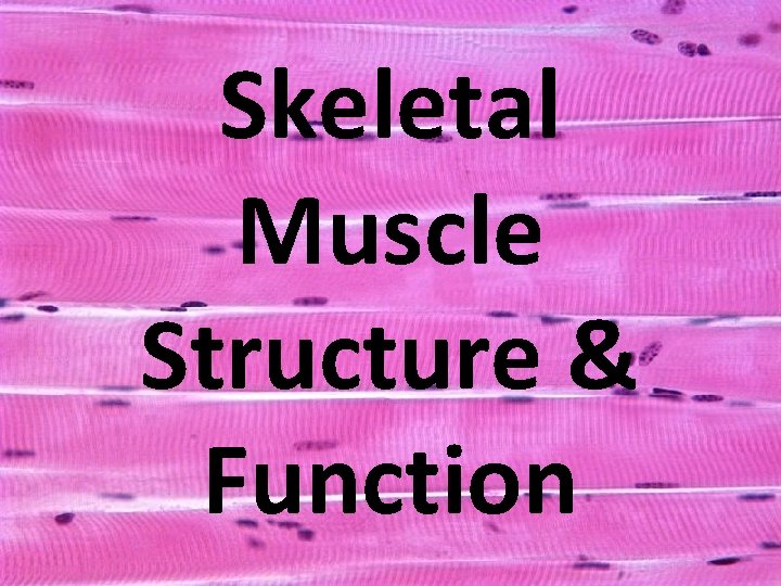 Skeletal Muscle Structure & Function 