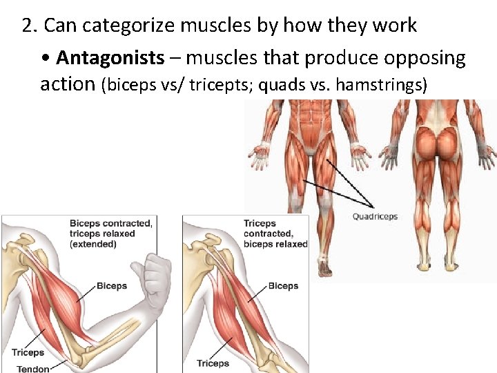 2. Can categorize muscles by how they work • Antagonists – muscles that produce