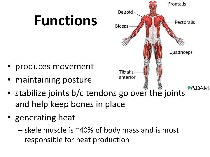 Functions • produces movement • maintaining posture • stabilize joints b/c tendons go over