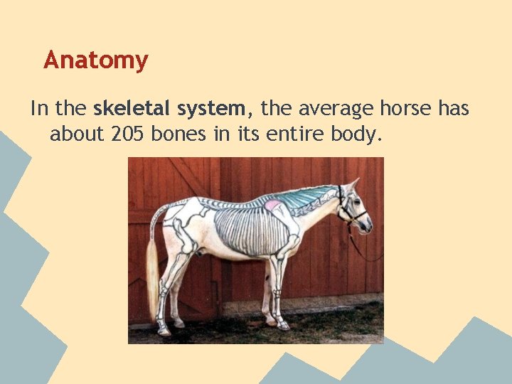 Anatomy In the skeletal system, the average horse has about 205 bones in its