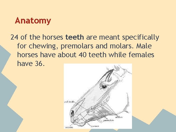 Anatomy 24 of the horses teeth are meant specifically for chewing, premolars and molars.