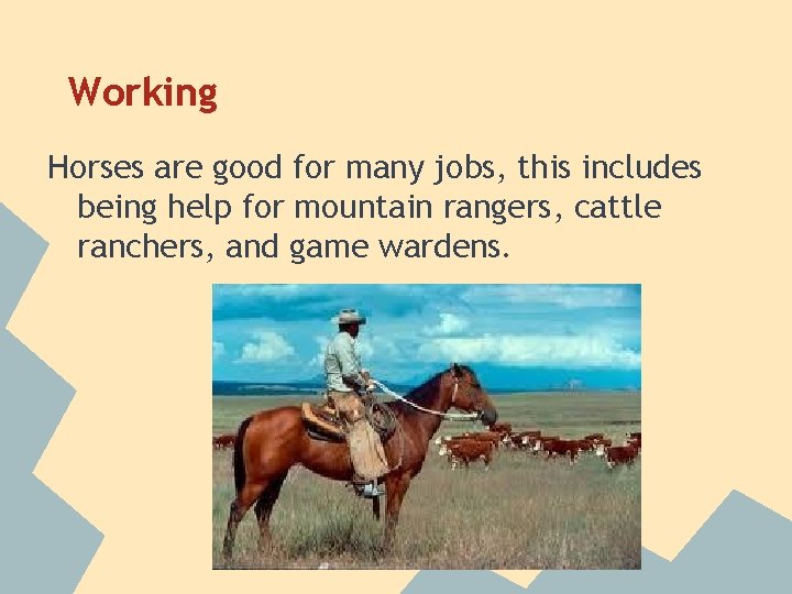 Working Horses are good for many jobs, this includes being help for mountain rangers,