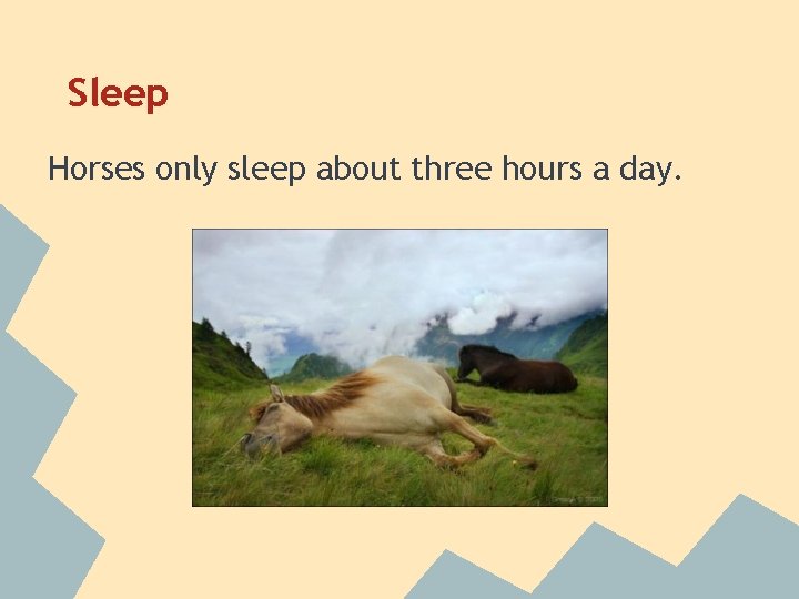 Sleep Horses only sleep about three hours a day. 