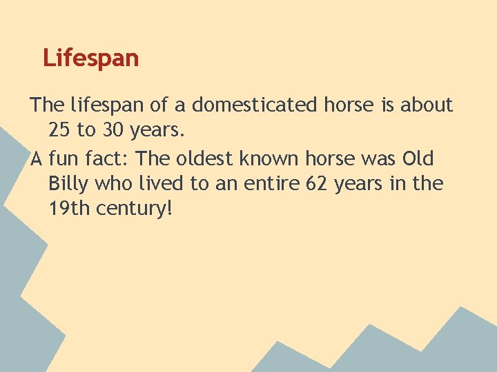 Lifespan The lifespan of a domesticated horse is about 25 to 30 years. A