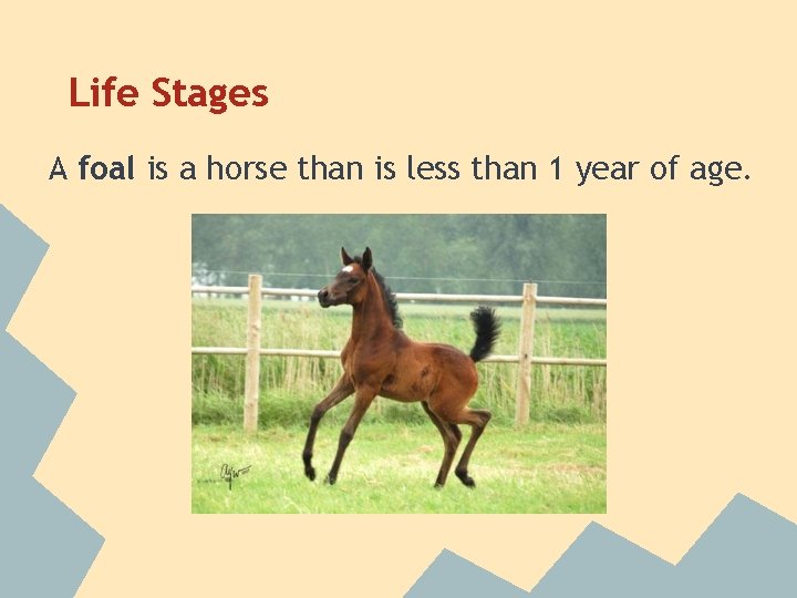 Life Stages A foal is a horse than is less than 1 year of