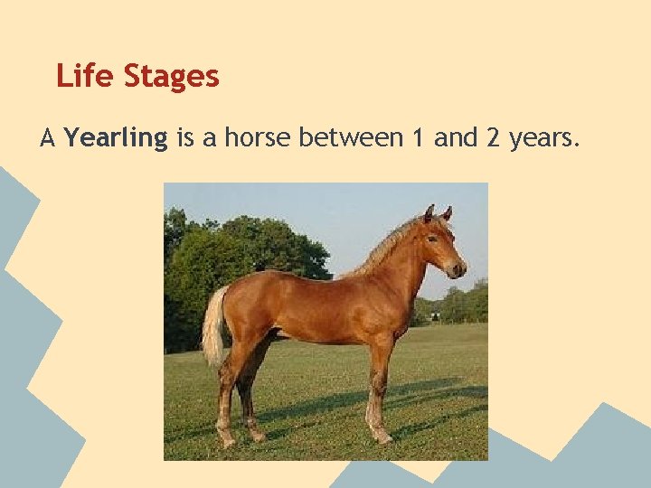 Life Stages A Yearling is a horse between 1 and 2 years. 
