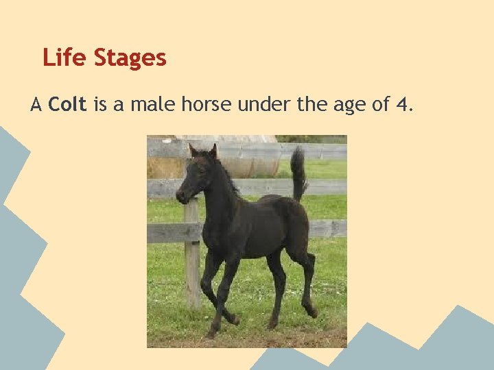Life Stages A Colt is a male horse under the age of 4. 