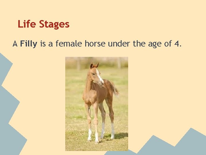 Life Stages A Filly is a female horse under the age of 4. 