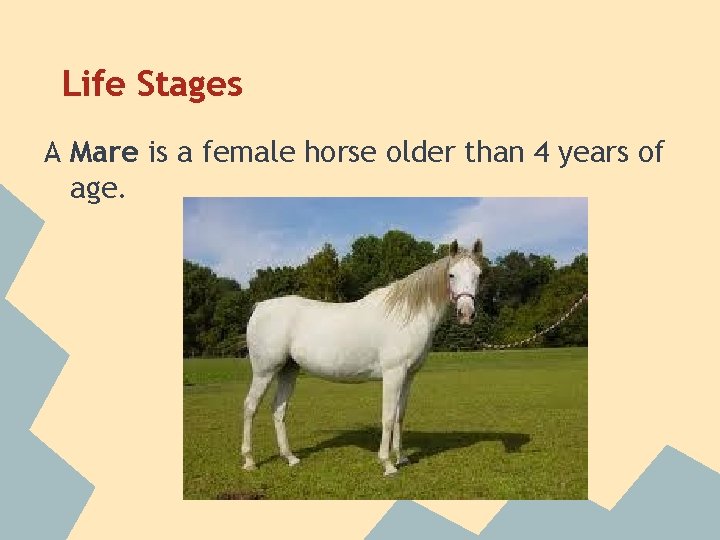 Life Stages A Mare is a female horse older than 4 years of age.