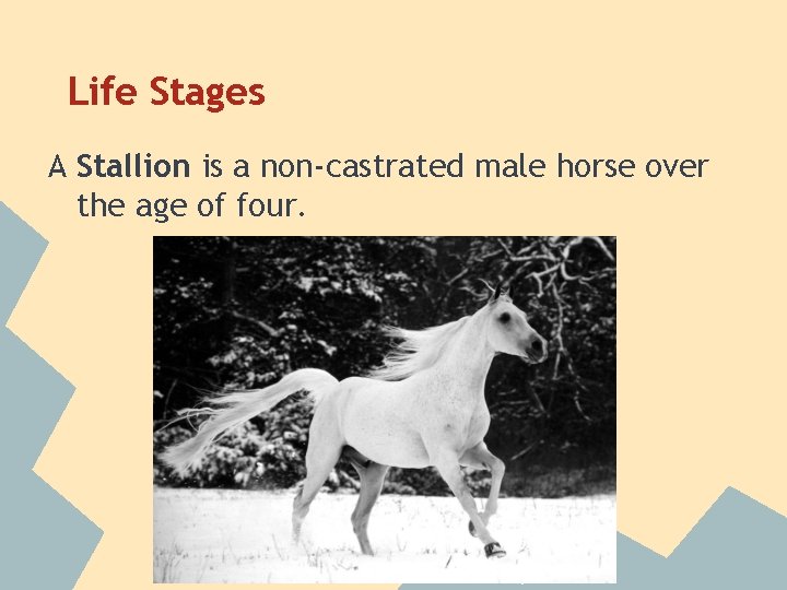Life Stages A Stallion is a non-castrated male horse over the age of four.