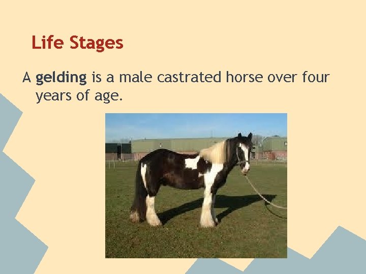 Life Stages A gelding is a male castrated horse over four years of age.