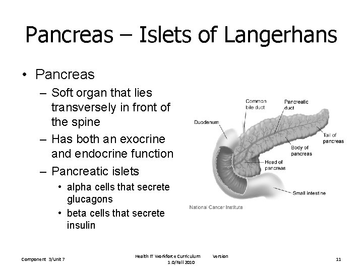 Pancreas – Islets of Langerhans • Pancreas – Soft organ that lies transversely in