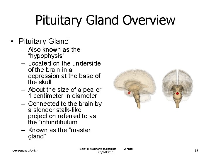 Pituitary Gland Overview • Pituitary Gland – Also known as the “hypophysis” – Located
