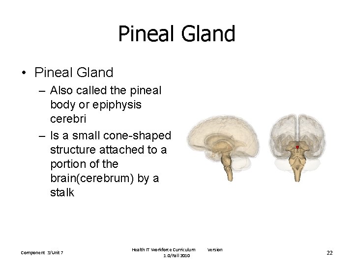 Pineal Gland • Pineal Gland – Also called the pineal body or epiphysis cerebri