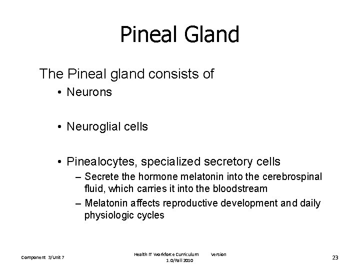 Pineal Gland The Pineal gland consists of • Neurons • Neuroglial cells • Pinealocytes,