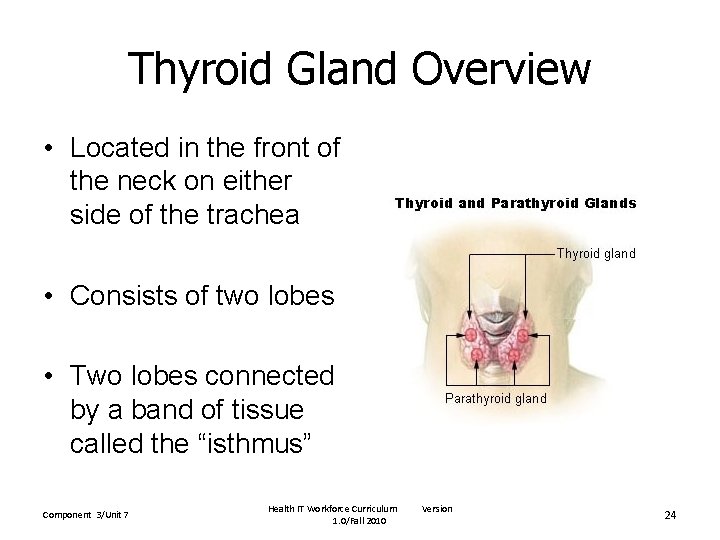 Thyroid Gland Overview • Located in the front of the neck on either side
