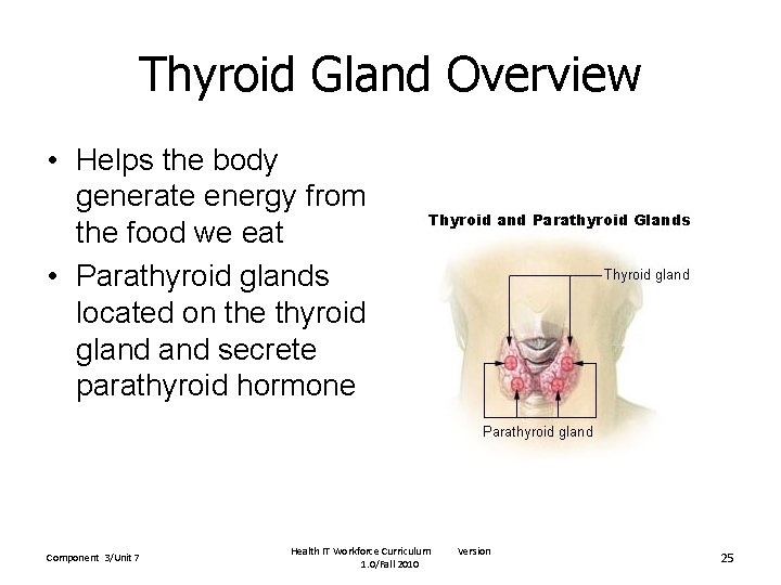 Thyroid Gland Overview • Helps the body generate energy from the food we eat