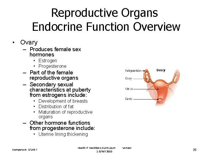 Reproductive Organs Endocrine Function Overview • Ovary – Produces female sex hormones • Estrogen