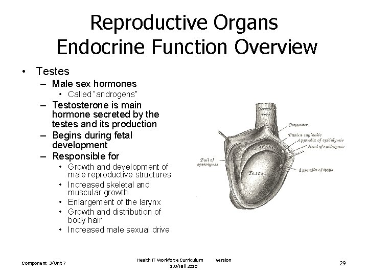 Reproductive Organs Endocrine Function Overview • Testes – Male sex hormones • Called “androgens”