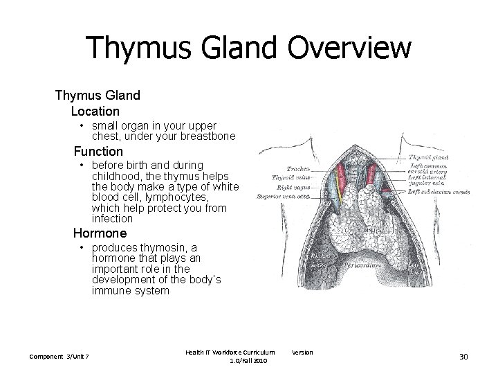 Thymus Gland Overview Thymus Gland Location • small organ in your upper chest, under