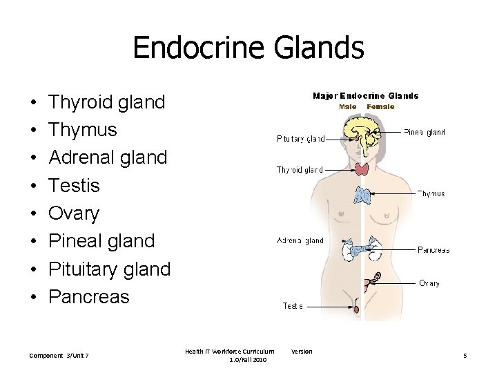 Endocrine Glands • • Thyroid gland Thymus Adrenal gland Testis Ovary Pineal gland Pituitary