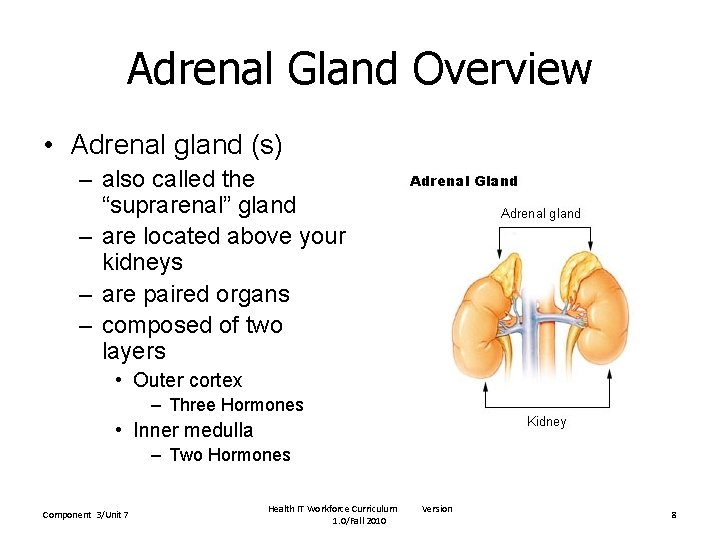 Adrenal Gland Overview • Adrenal gland (s) – also called the “suprarenal” gland –