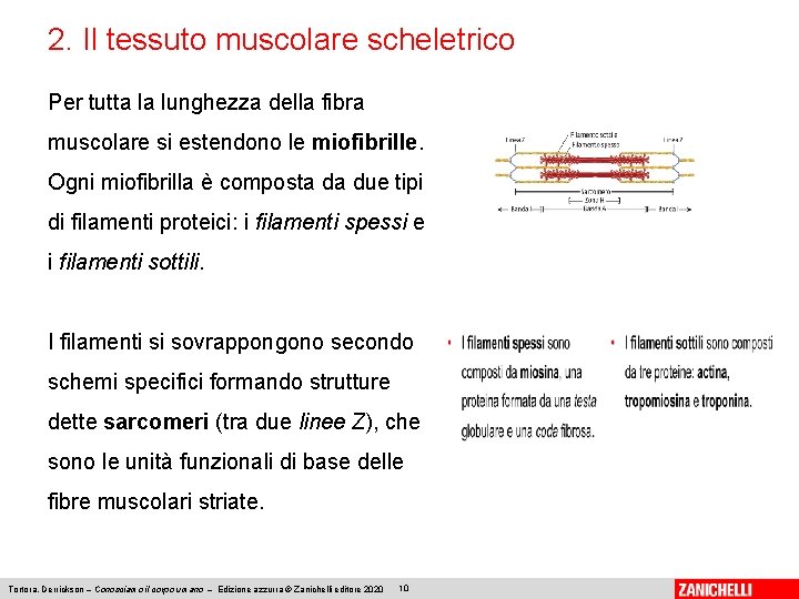 2. Il tessuto muscolare scheletrico Per tutta la lunghezza della fibra muscolare si estendono