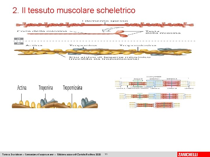 2. Il tessuto muscolare scheletrico Tortora, Derrickson – Conosciamo il corpo umano – Edizione