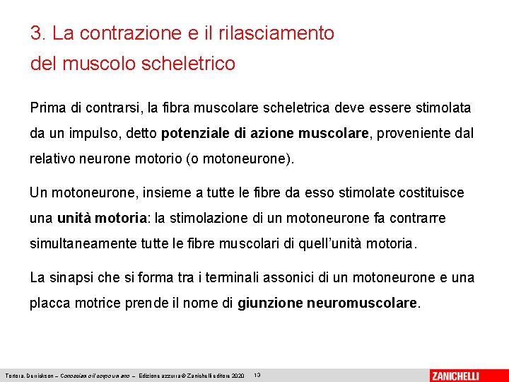 3. La contrazione e il rilasciamento del muscolo scheletrico Prima di contrarsi, la fibra