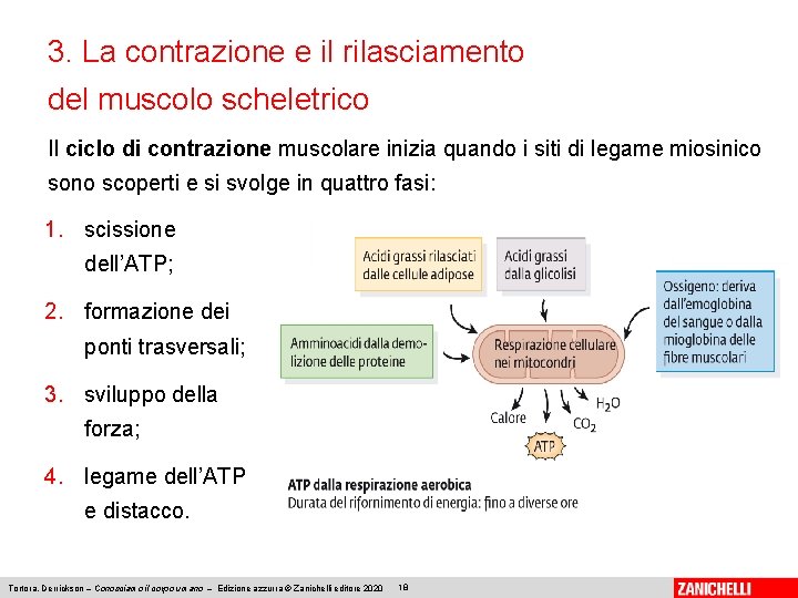 3. La contrazione e il rilasciamento del muscolo scheletrico Il ciclo di contrazione muscolare