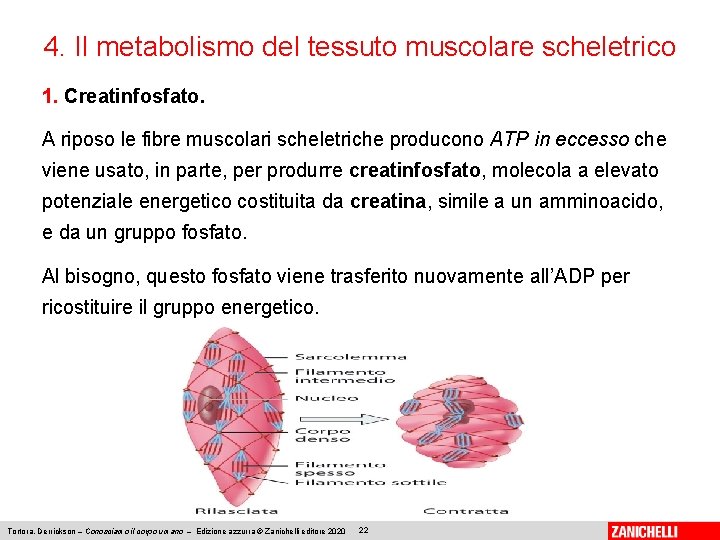 4. Il metabolismo del tessuto muscolare scheletrico 1. Creatinfosfato. A riposo le fibre muscolari