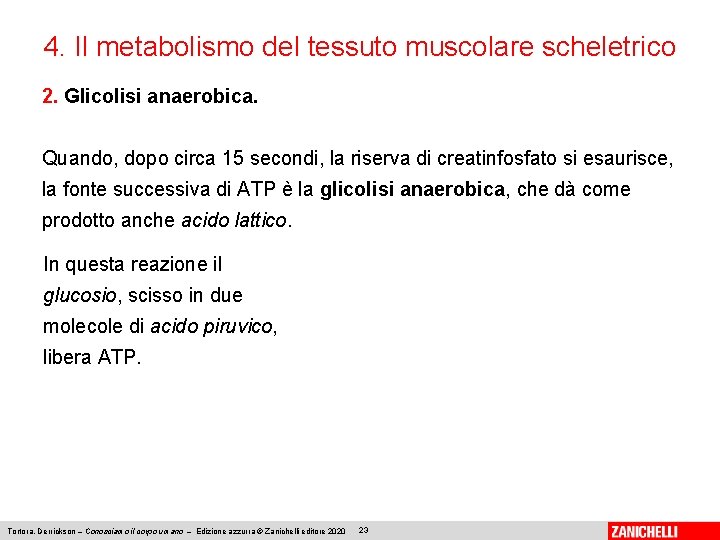 4. Il metabolismo del tessuto muscolare scheletrico 2. Glicolisi anaerobica. Quando, dopo circa 15