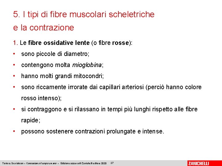5. I tipi di fibre muscolari scheletriche e la contrazione 1. Le fibre ossidative