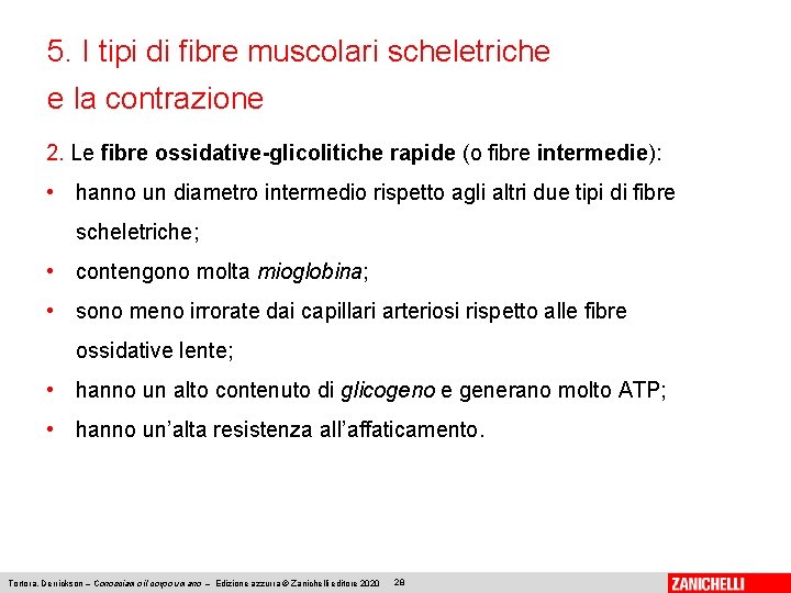 5. I tipi di fibre muscolari scheletriche e la contrazione 2. Le fibre ossidative-glicolitiche