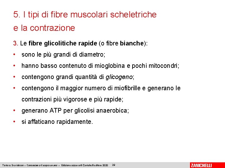 5. I tipi di fibre muscolari scheletriche e la contrazione 3. Le fibre glicolitiche